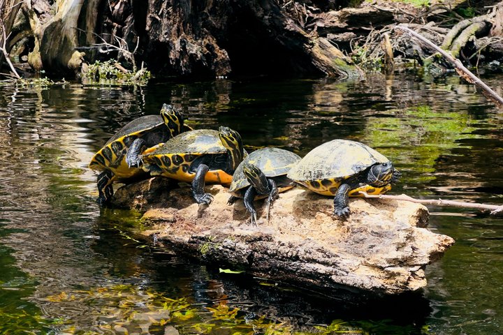 Ginnie Springs Glass Bottom Kayak Eco Tour