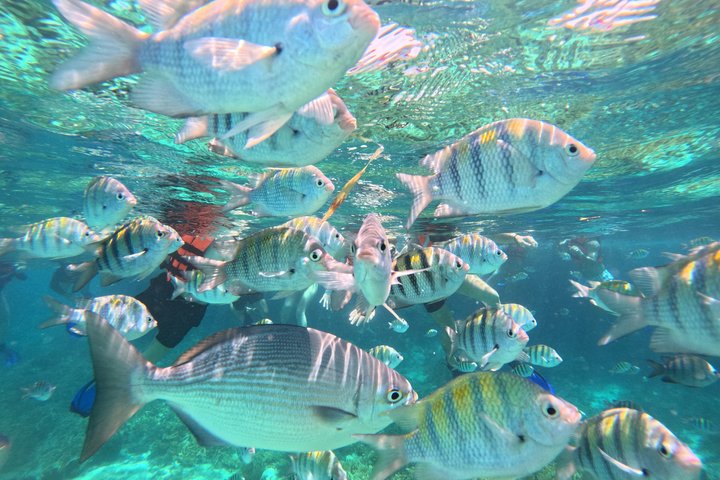 Isla Mujeres : Snorkeling in 3 spots MUSA, Manchones and Farito!
