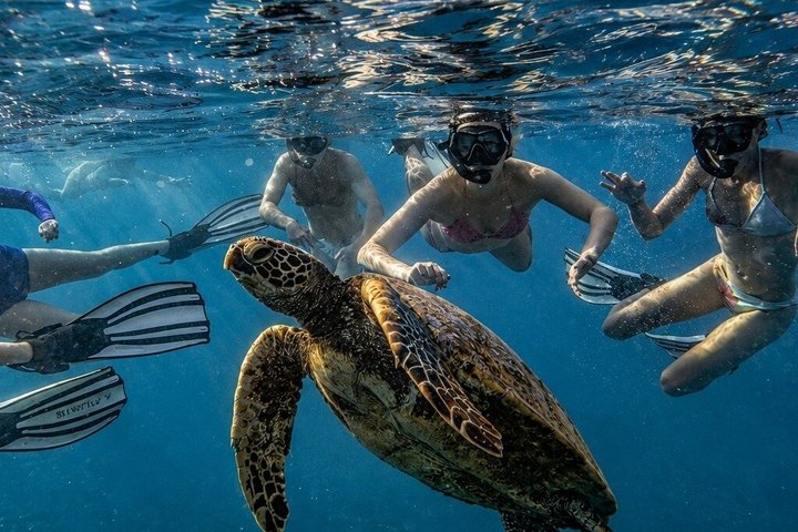 Rarotonga Cruise Ship Special