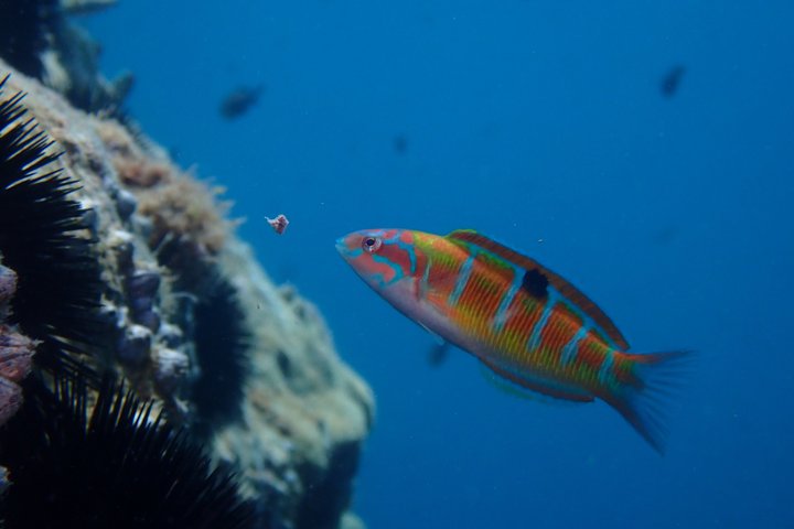 Snorkeling Excursion 2h30 Cap Roux & Calanques de l'Esterel