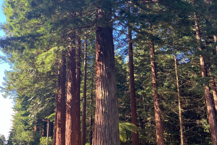 Wai O Tapu and Champagne Pool Geothermal Explorer