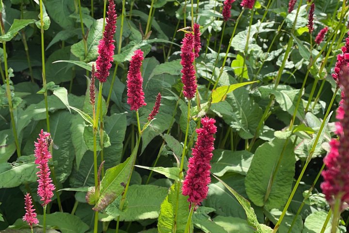 Private Garden and Glens Tour of The Isle of Man