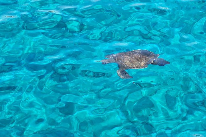 From Limassol: Agia Napa Blue Lagoon & Turtle Bay Boat Trip