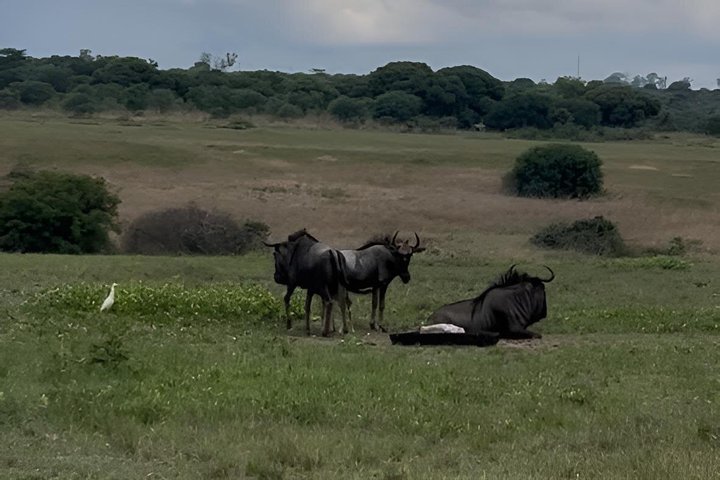 Private Harare City Tour: Wildlife, Art & Iconic Landmarks