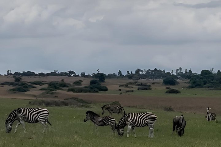 Private Harare City Tour: Wildlife, Art & Iconic Landmarks
