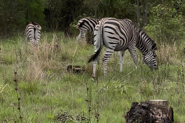 Private Harare City Tour: Wildlife, Art & Iconic Landmarks