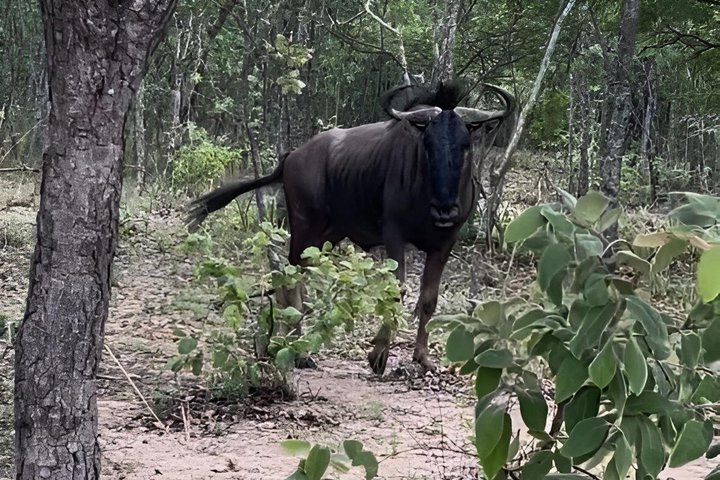 Private Harare City Tour: Wildlife, Art & Iconic Landmarks