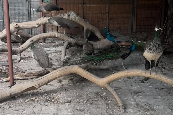 Private Harare City Tour: Wildlife, Art & Iconic Landmarks