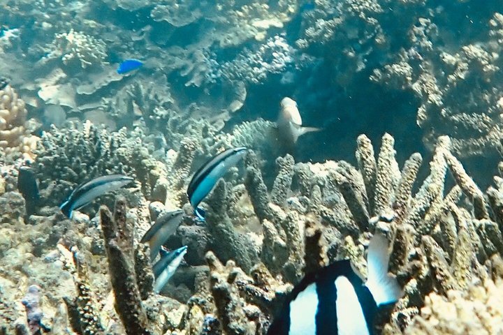 Full Island Cultural and History Tour