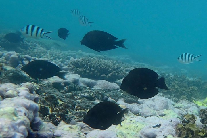 Full Island Cultural and History Tour
