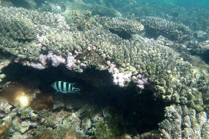 Full Island Cultural and History Tour