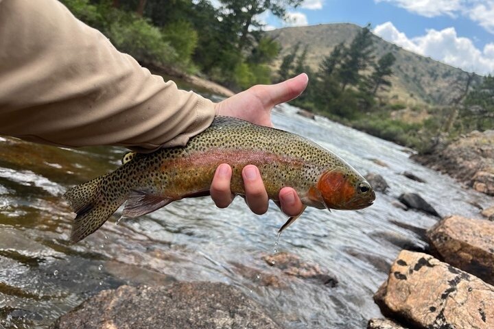 4 Hour Guided Fly Fishing Trip in Rocky Mountain National Park