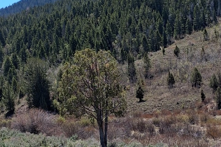 Mirror Lake & Uinta Mountains Half-Day Tour from Park City