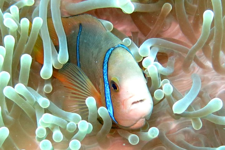 Sea Scooter Jet Snorkeling : Swim with Turtles, Rays & Sharks