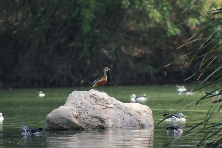 Jambughoda Wildlife & Tribal Tour from Vadodara