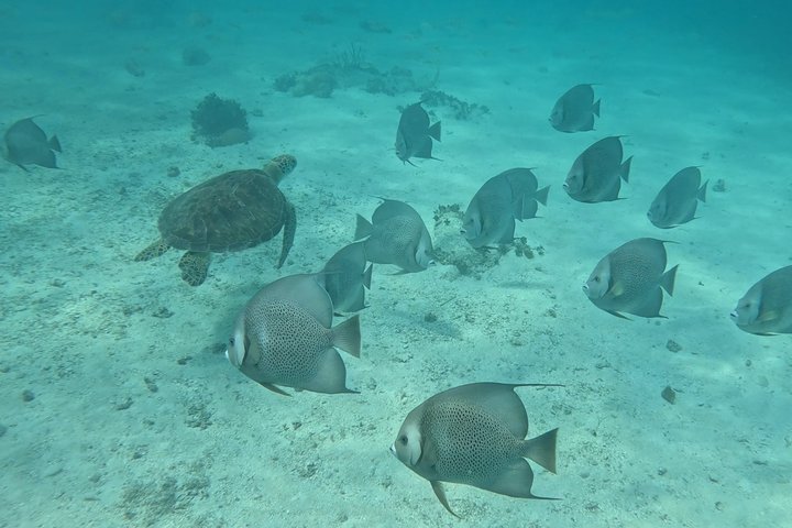 Islamorada's Original Snorkel & Sandbar Combo Tour