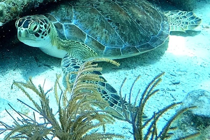 Islamorada's Original Snorkel & Sandbar Combo Tour