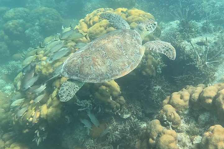 Islamorada's Original Snorkel & Sandbar Combo Tour