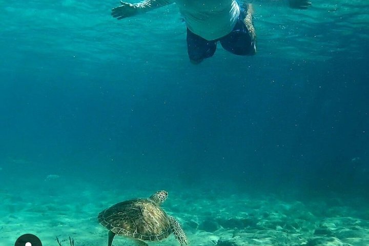 Islamorada's Original Snorkel & Sandbar Combo Tour