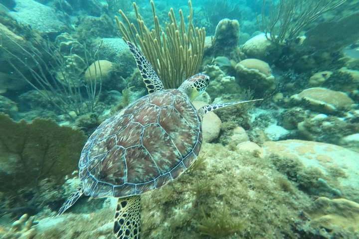 Islamorada's Original Snorkel & Sandbar Combo Tour