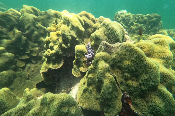 Islamorada's Original Snorkel & Sandbar Combo Tour