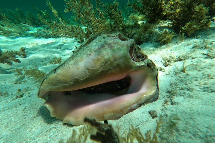 Islamorada's Original Snorkel & Sandbar Combo Tour