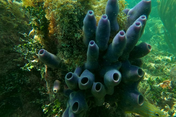 Islamorada's Original Snorkel & Sandbar Combo Tour