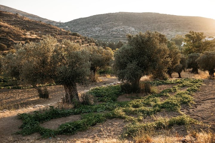 Naxos:Half-day cooking class at Basiliko Farm