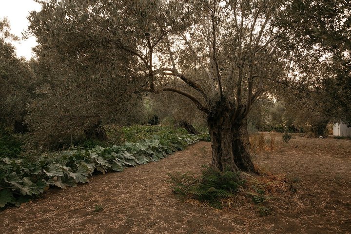 Naxos:Half-day cooking class at Basiliko Farm