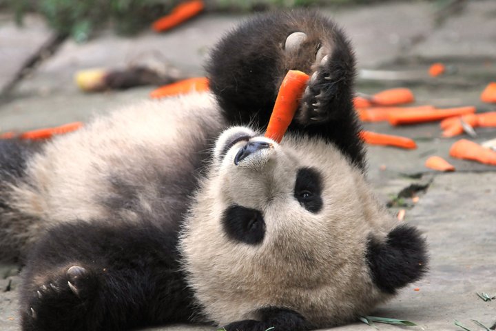 All Inclusive Wolong or Dujiangyan Panda Base Volunteering