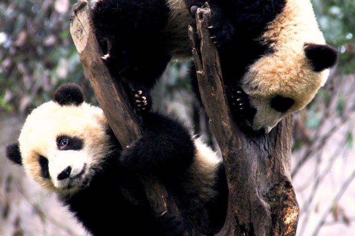 All Inclusive Wolong or Dujiangyan Panda Base Volunteering
