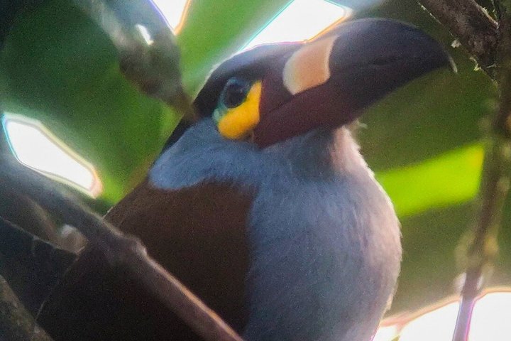 Supreme 100 + Species Challenge: Full day Mindo Birding Adventure.