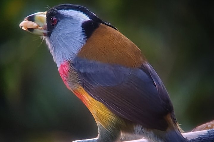 Supreme 100 + Species Challenge: Full day Mindo Birding Adventure.