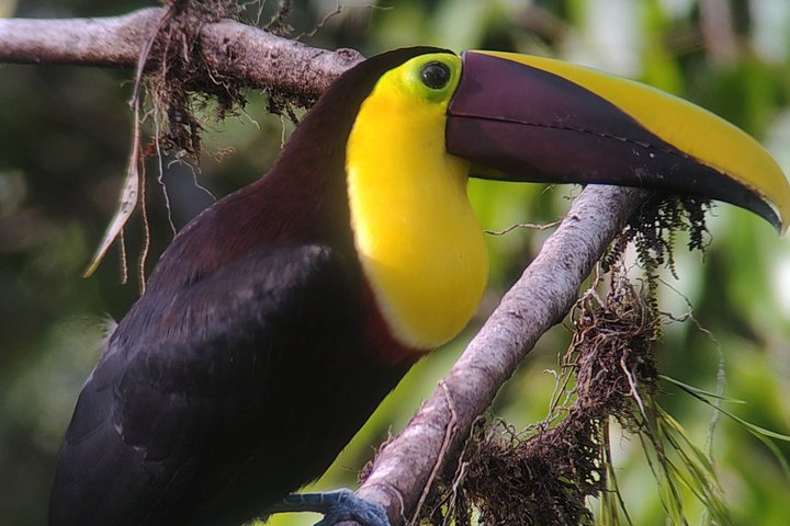 Supreme 100 + Species Challenge: Full day Mindo Birding Adventure.