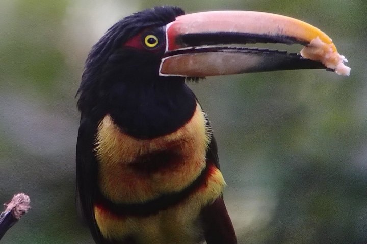 Supreme 100 + Species Challenge: Full day Mindo Birding Adventure.