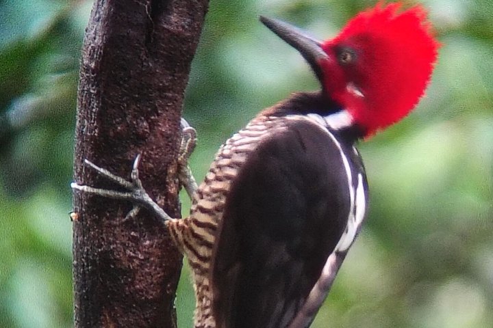 Supreme 100 + Species Challenge: Full day Mindo Birding Adventure.