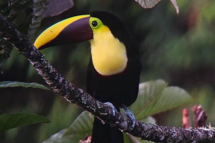 Supreme 100 + Species Challenge: Full day Mindo Birding Adventure.