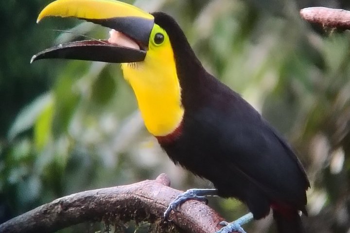 Supreme 100 + Species Challenge: Full day Mindo Birding Adventure.