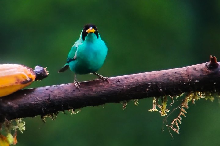 Supreme 100 + Species Challenge: Full day Mindo Birding Adventure.