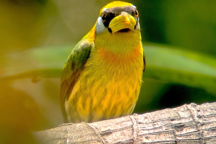 Supreme 100 + Species Challenge: Full day Mindo Birding Adventure.