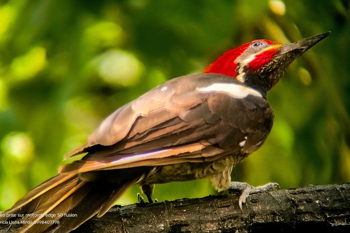 Supreme 100 + Species Challenge: Full day Mindo Birding Adventure.