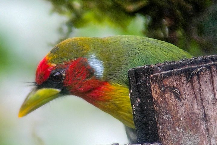 Supreme 100 + Species Challenge: Full day Mindo Birding Adventure.