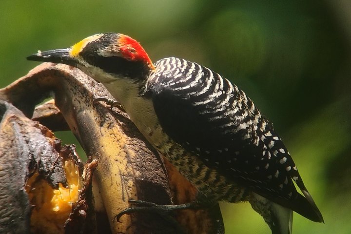 Supreme 100 + Species Challenge: Full day Mindo Birding Adventure.