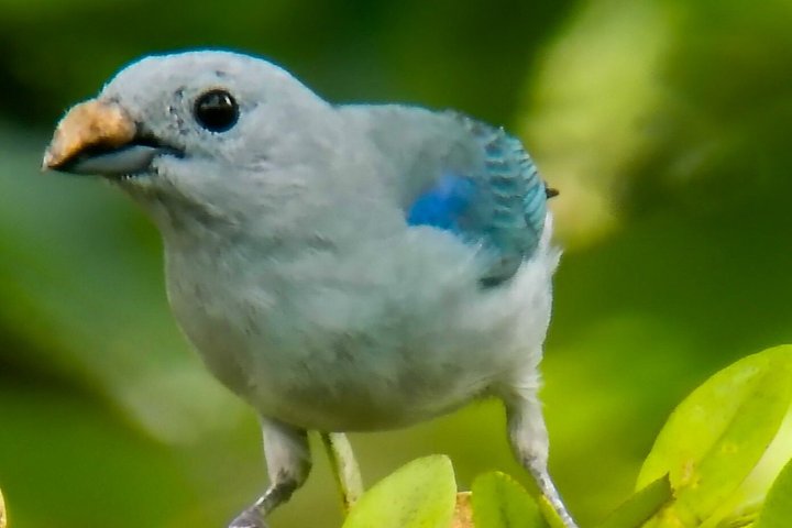 Supreme 100 + Species Challenge: Full day Mindo Birding Adventure.