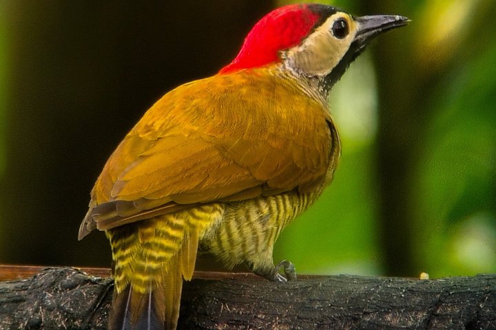 Supreme 100 + Species Challenge: Full day Mindo Birding Adventure.