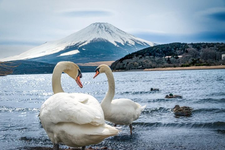 Mount Fuji and Hakone Private Tour from Tokyo With Driver Guide