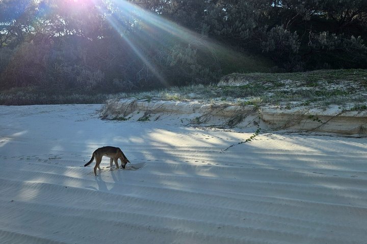 K'gari (Fraser Island) 4WD Adventure - From Noosa