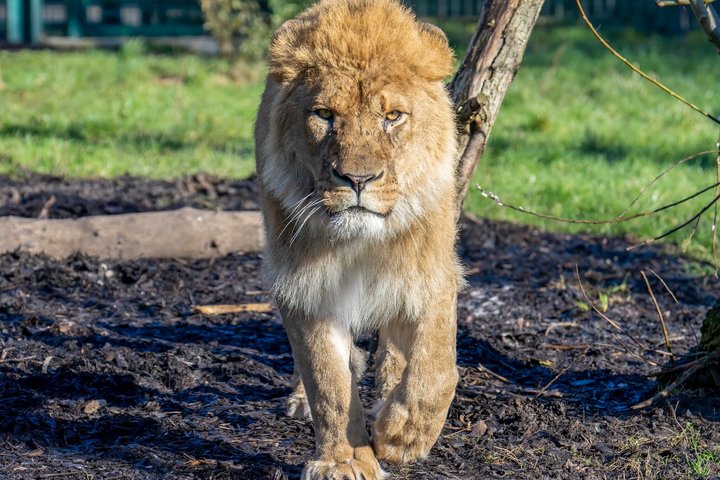 Day Ticket Blackpool ZOO