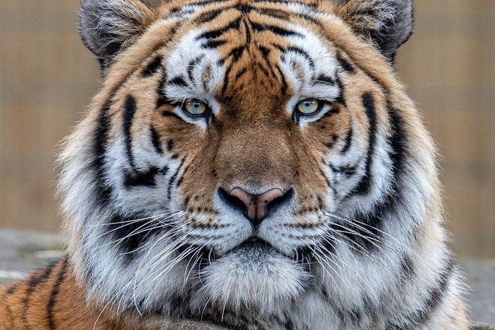 Day Ticket Blackpool ZOO