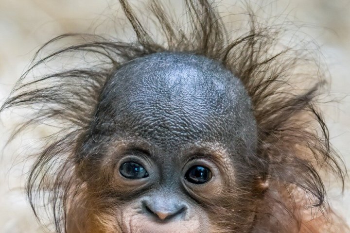 Day Ticket Blackpool ZOO